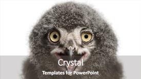  Presentation with old days - Amazing presentation having 31 - snowy owl chick calling bubo backdrop and a dark gray colored foreground