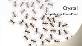  Presentation with ants - Colorful theme enhanced with 3d modeled and rendered brown ants backdrop and a white colored foreground