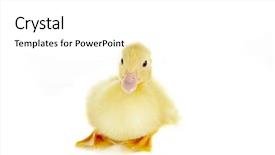  Presentation with old days - Audience pleasing PPT layouts consisting of 4 days old easter duckling backdrop and a white colored foreground