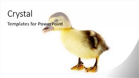  Presentation with old days - PPT theme with 4 days old easter duckling background and a white colored foreground