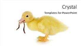  Presentation with old days - Colorful slides enhanced with 4 days old easter duckling backdrop and a white colored foreground