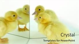  Presentation with old days - Slides consisting of 4 days old easter duckling background and a yellow colored foreground