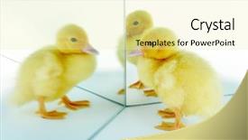  Presentation with old days - Slide set consisting of 4 days old easter duckling background and a blonde colored foreground