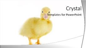  Presentation with old days - Presentation featuring 4 days old easter duckling background and a white colored foreground