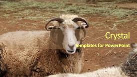  Presentation with sheep - Amazing theme having 4 different pens - four horned sheep backdrop and a tawny brown colored foreground