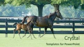  Presentation with spine equine - Amazing presentation having 43 - baby and mare horse equine backdrop and a  colored foreground