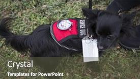  Presentation with trump - 