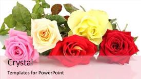  Presentation with roses - Colorful theme enhanced with 5 anniversary - beautiful colorful roses isolated backdrop and a coral colored foreground