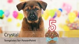  Presentation with cute birthday - Beautiful presentation theme featuring 5 anniversary - funny cute dog celebrating his backdrop and a  colored foreground
