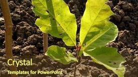  Presentation with oak tree - Amazing PPT theme having 5 champion - red oak tree sapling five-six backdrop and a tawny brown colored foreground
