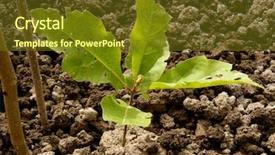  Presentation with oak tree - Audience pleasing PPT theme consisting of 5 champion - red oak tree sapling five-six backdrop and a tawny brown colored foreground