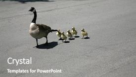  Presentation with baby walk - Theme having 5 goslings aka baby geese background and a gray colored foreground