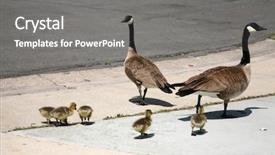  Presentation with baby walk - Slide deck featuring 5 goslings aka baby geese background and a gray colored foreground