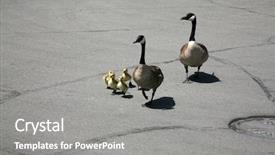  Presentation with baby walk - Cool new theme with 5 goslings aka baby geese backdrop and a gray colored foreground