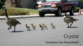  Presentation with geese - Amazing slide deck having 5 goslings aka baby geese backdrop and a light gray colored foreground