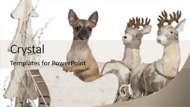  Presentation with old prophet in bethel - PPT theme with 5 months old in christmas background and a soft green colored foreground