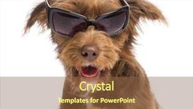  Presentation with old - Cool new slides with 5 months old wearing sunglasses backdrop and a  colored foreground