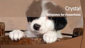  Presentation with old paper rope border - Presentation design with 5 weeks old border collie background and a coral colored foreground