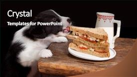  Presentation with newborn - Cool new theme with 5 weeks old border collie backdrop and a black colored foreground