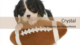  Presentation with sports playbook - Presentation theme having 6 practice - sports hound - adorable cavalier background and a coral colored foreground