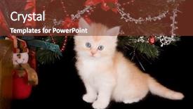  Presentation with kitten - Amazing slide deck having 6 weeks old kitten under a christmas tree backdrop and a tawny brown colored foreground