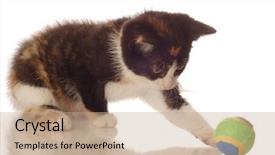  Presentation with kitten - Colorful presentation theme enhanced with 7 contenent - calico kitten playing backdrop and a coral colored foreground
