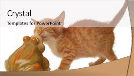  Presentation with kitten - Presentation design consisting of 7 contenent - orange and white tabby kitten background and a  colored foreground