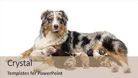  Presentation with australian - PPT theme having 7 day old puppies suckling background and a coral colored foreground