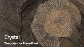  Presentation with ammonites - Presentation theme with 700 000 years ago background and a tawny brown colored foreground