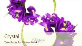  Presentation with iris - Audience pleasing theme consisting of abstract 8 - greeting card international women's day backdrop and a cream colored foreground