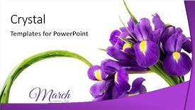  Presentation with eight - PPT layouts featuring abstract 8 - greeting card international women's day background and a white colored foreground