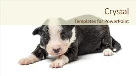  Presentation with old days - Amazing presentation having 8 days old crossbreed puppy isolated on white backdrop and a cream colored foreground