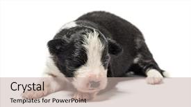  Presentation with old days - Presentation with 8 days old crossbreed puppy isolated on white background and a mint green colored foreground