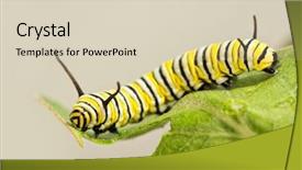  Presentation with old days - Amazing presentation design having 8 days old monarch caterpillar backdrop and a soft green colored foreground