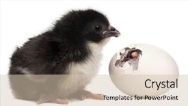  Presentation with chick - Cool new slides with 8 hours old standing next backdrop and a soft green colored foreground