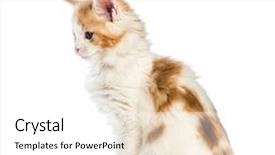  Presentation with maine - Slide set having 8 sides - maine coon kitten 8 weeks background and a white colored foreground