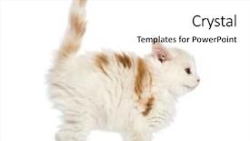  Presentation with hello kitty cute little kitten - Cool new slide set with 8 sides - maine coon kitten 8 weeks backdrop and a white colored foreground