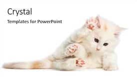  Presentation with maine - Audience pleasing presentation theme consisting of 8 sides - maine coon kitten 8 weeks backdrop and a white colored foreground