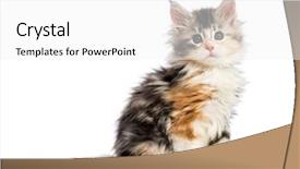  Presentation with maine - Beautiful slides featuring 8 sides - maine coon kitten 8 weeks backdrop and a white colored foreground