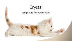  Presentation with maine - Beautiful presentation theme featuring 8 sides - maine coon kitten 8 weeks backdrop and a white colored foreground