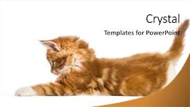  Presentation with maine - PPT theme enhanced with 8 sides - maine coon kitten 8 weeks background and a white colored foreground