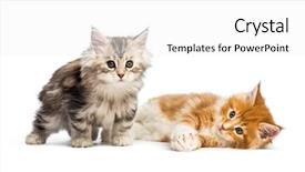 Presentation with maine - Amazing presentation theme having 8 sides - maine coon kittens 8 weeks backdrop and a white colored foreground