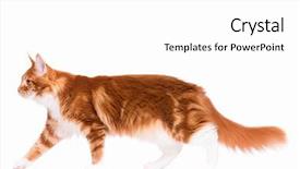  Presentation with old young - PPT theme enhanced with 8 sides - portrait of domestic red maine background and a white colored foreground