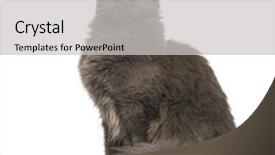  Presentation with maine - Audience pleasing slide set consisting of 8 sides - side view of a maine backdrop and a light gray colored foreground