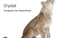  Presentation with lion - PPT theme enhanced with 8 sides - side view of young lion background and a white colored foreground