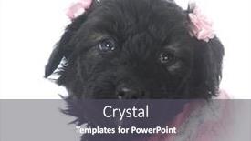  Presentation with old dog - Cool new presentation theme with 8 week old female bouvier des flandres puppy in a dog bed backdrop and a dark gray colored foreground