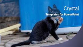  Presentation with meals - Slides with 8-week-old-outside-kittens background and a teal colored foreground
