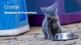  Presentation with meals - Presentation featuring 8-week-old-outside-kittens background and a teal colored foreground