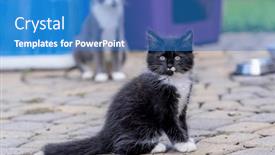  Presentation with meals - PPT theme having 8-week-old-outside-kittens background and a teal colored foreground