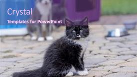  Presentation with meals - Theme featuring 8-week-old-outside-kittens background and a violet colored foreground